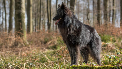 Groenendael dog hot sale